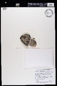 Aspicilia cinerea image