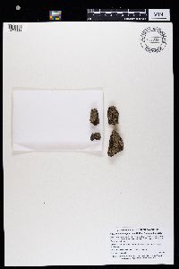 Amandinea punctata image