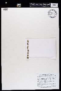 Rhizoplaca opiniconensis image