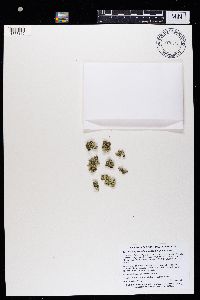 Xanthoparmelia mexicana image