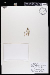 Rhizoplaca chrysoleuca image