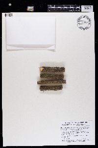 Chrysothrix caesia image