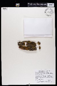 Phaeophyscia nigricans image
