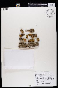 Physcia adscendens image