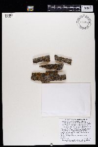 Phaeophyscia orbicularis image