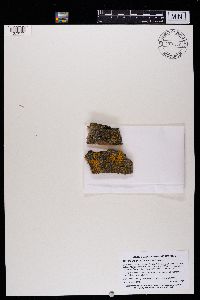 Candelariella antennaria image