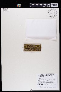 Phaeophyscia hirsuta image