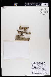 Phaeophyscia ciliata image