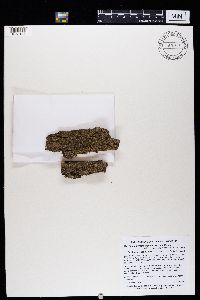 Phaeophyscia nigricans image