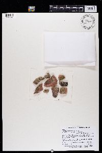 Media resource of Physcia thomsoniana