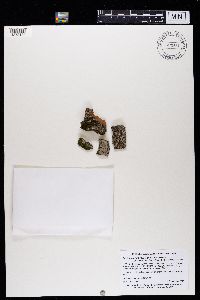 Acrocordia cavata image