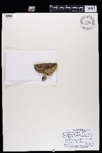 Acarospora moenium image