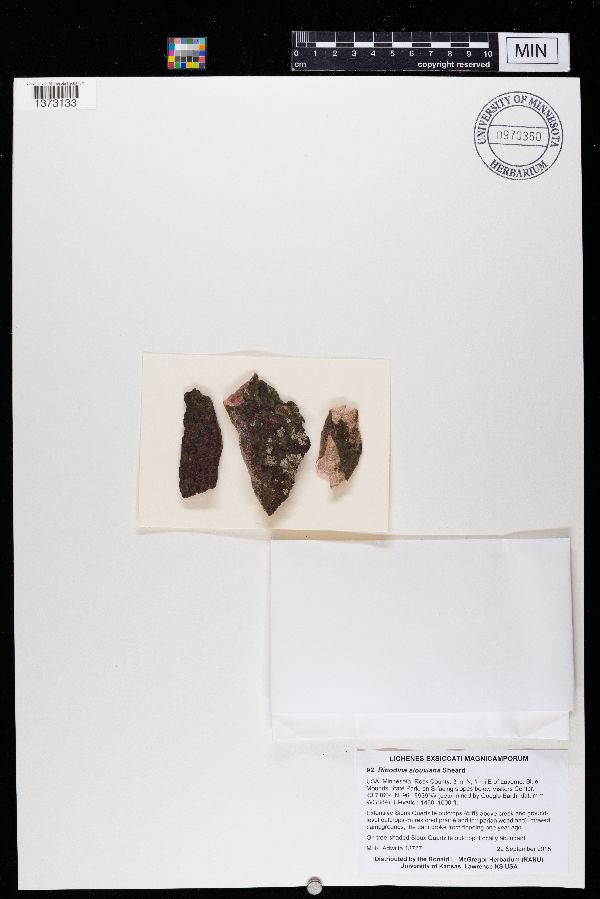 Rinodina siouxiana image