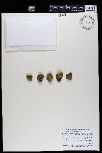 Psora icterica image