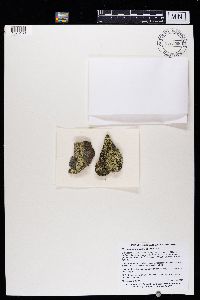 Lecanora argopholis image