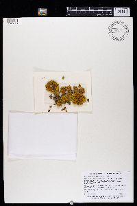 Rusavskia elegans image