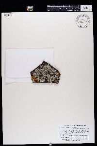 Physcia caesia image