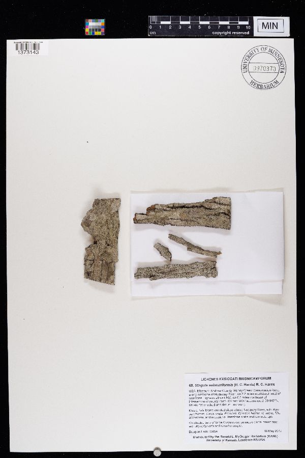 Strigula submuriformis image