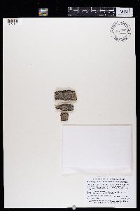 Strangospora microhaema image