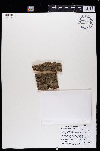 Alyxoria varia image