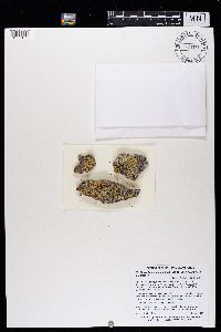 Rhizoplaca opiniconensis image