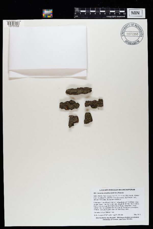 Lecania croatica image