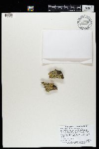 Flavopunctelia flaventior image