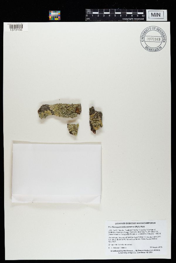 Flavopunctelia image