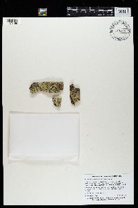 Flavopunctelia soredica image