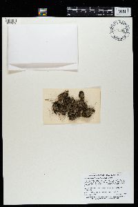 Peltigera lepidophora image