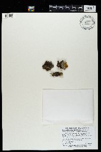 Melanelixia subargentifera image