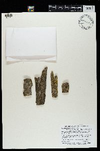 Media resource of Rinodina populicola