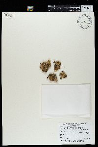 Peltigera rufescens image
