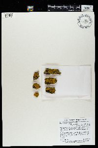 Xanthomendoza ulophyllodes image