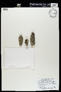 Punctelia bolliana image