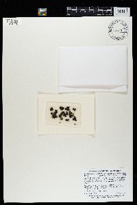 Montanelia tominii image