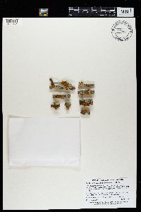 Teloschistes chrysophthalmus image