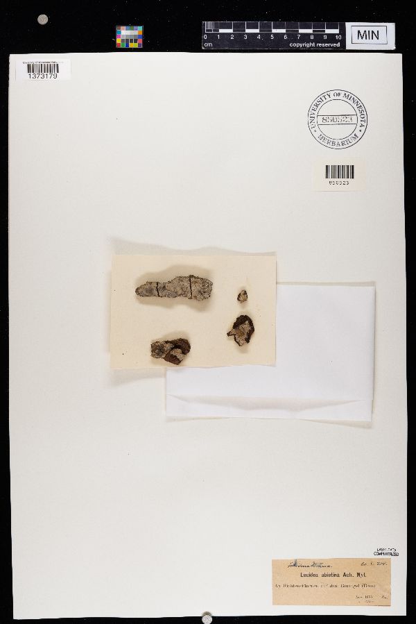 Lecanactis abietina image