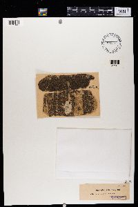 Opegrapha viridis image