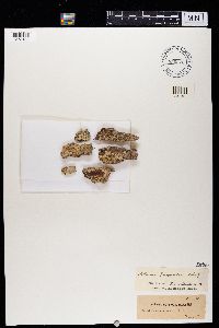 Arthonia marmorata image