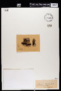 Cladonia ramulosa image