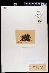 Cladonia coccifera image