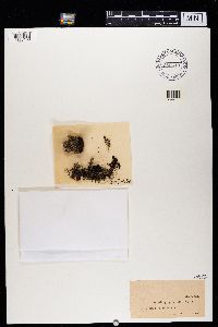 Cladonia ramulosa image