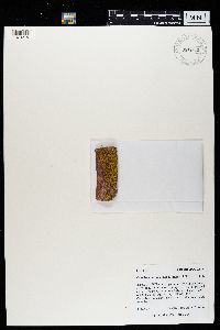 Caloplaca decipiens image