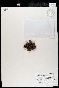 Media resource of Cetraria ericetorum