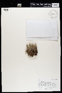 Cladina arbuscula image