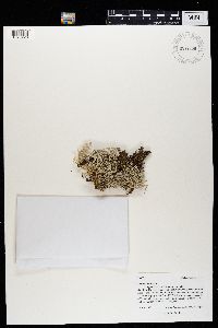 Cladina arbuscula image