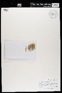 Cladina arbuscula image