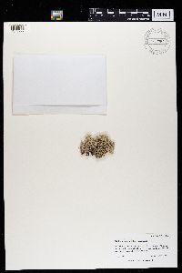 Cladina arbuscula image