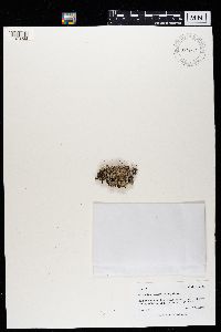 Physconia perisidiosa image